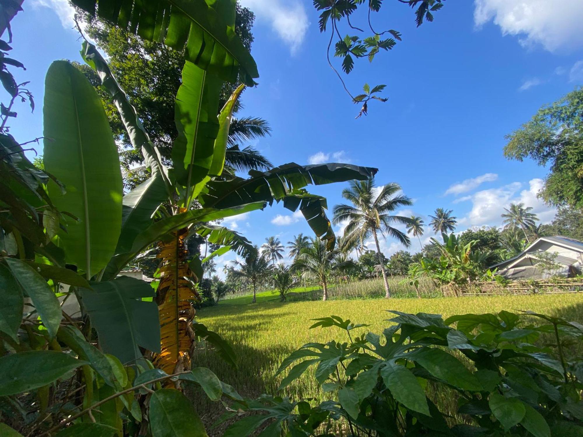 Pondok Rinjani Bungalow טטבאטו מראה חיצוני תמונה